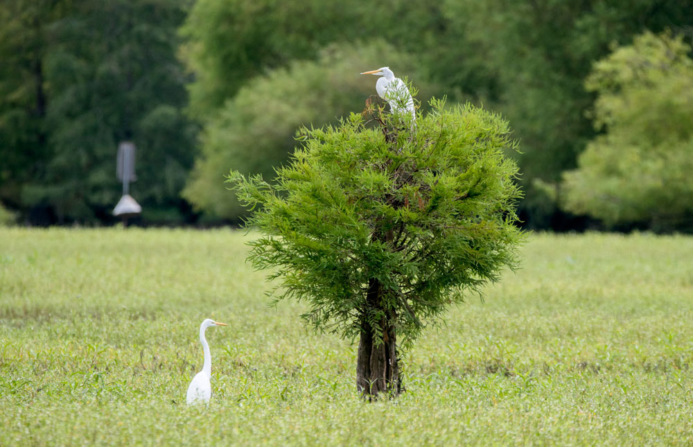 Great Egret birds at Dyar Pasture Wildlife Management Area Picture
