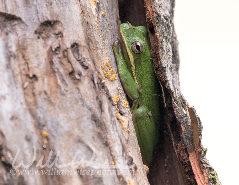 Tree Frog hiding in tree bark at Dyar Pasture Wildlife Preserve, Georgia Picture