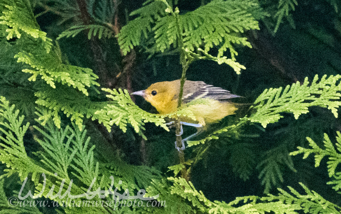 Picture Orchard Oriole; Athens, Clarke County, GA
