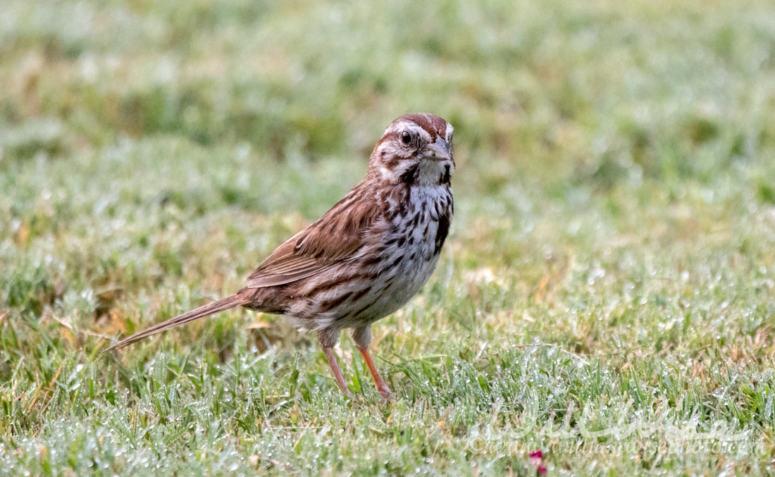 Picture Song Sparrow, Clarke County, GA
