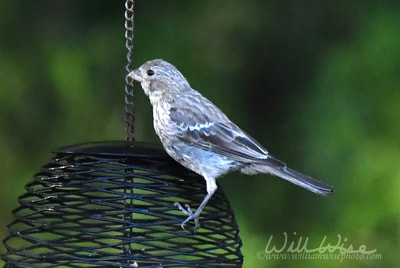 House Finch on bird feeder
