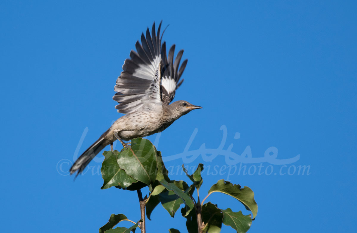 Northern Mockingbird Picture