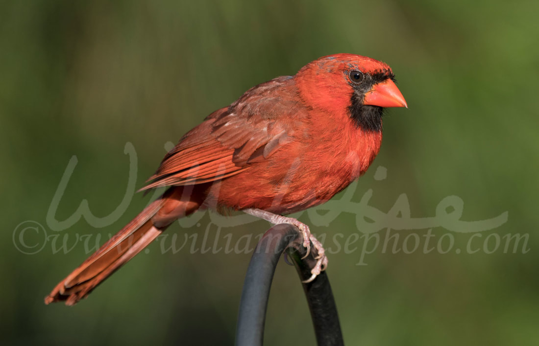 Northern Cardinal Picture