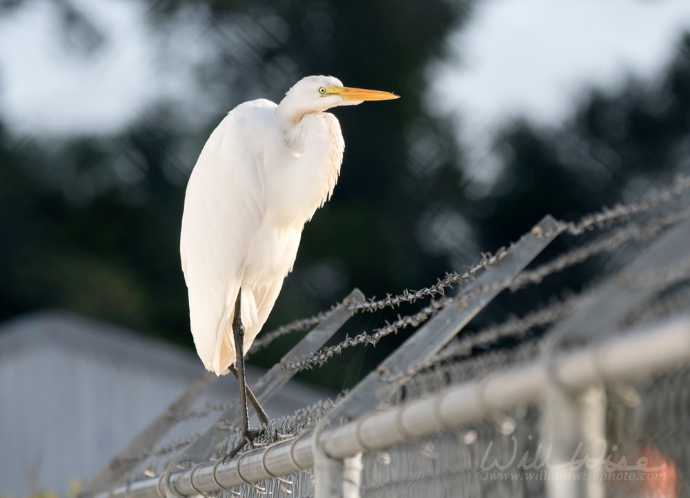 Great Egret heron perched on barbed wire fence, Walton County jail, Georgia, USA Picture