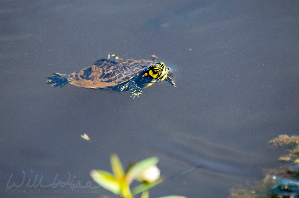 Tiny pond slider turtle, Georgia USA Picture