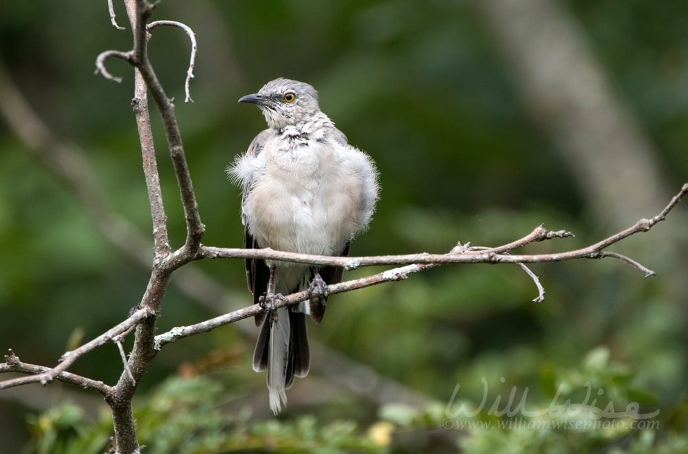 Northern Mockingbird perched on branch, Walton County, Georgia Picture