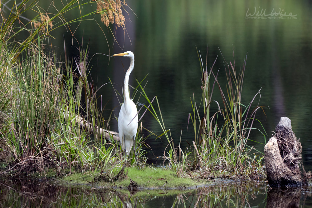 Great Egret swamp bird reflecting in water Picture