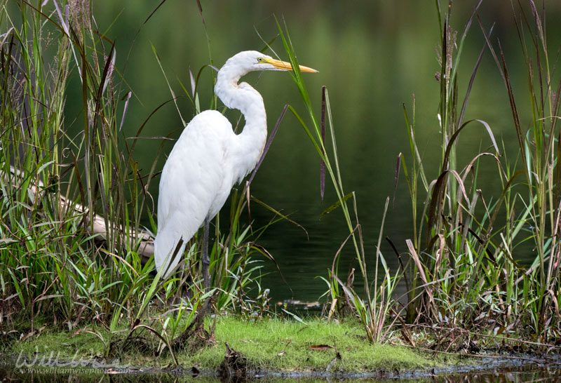 Great Egret swamp bird reflecting in water Picture