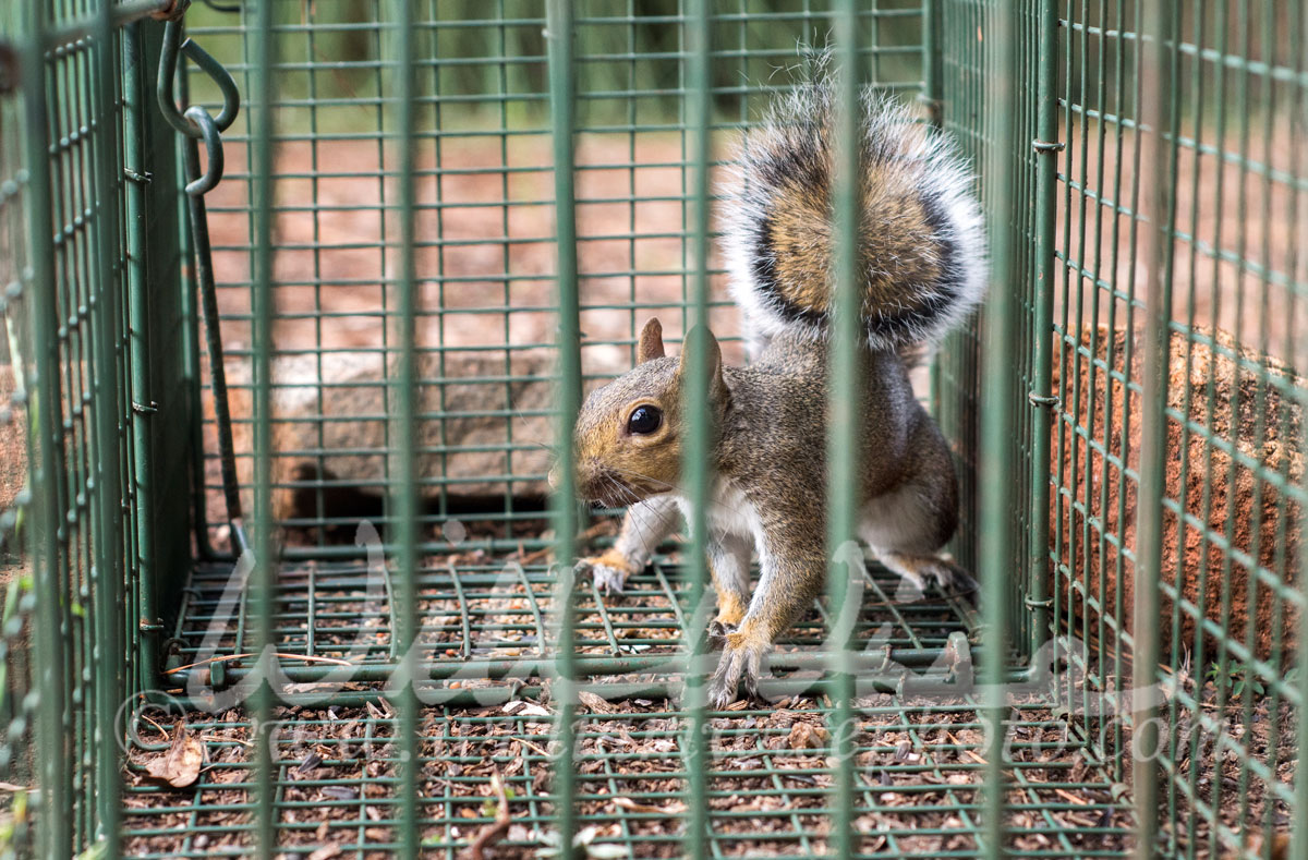 Squirrel trap Picture