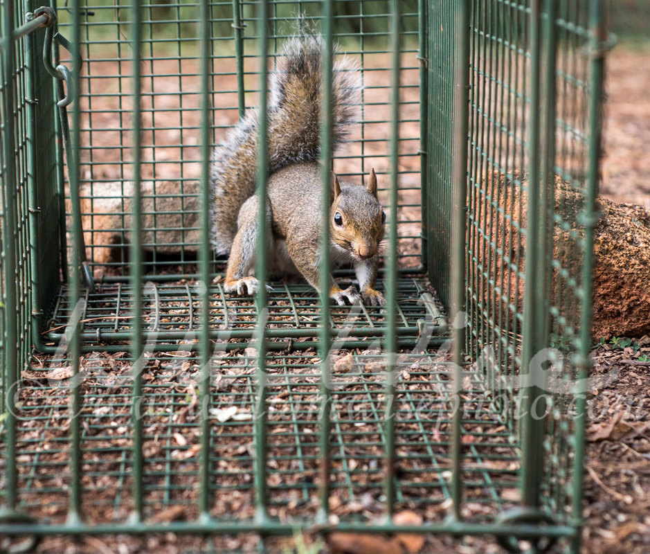 Trapped Squirrel Picture