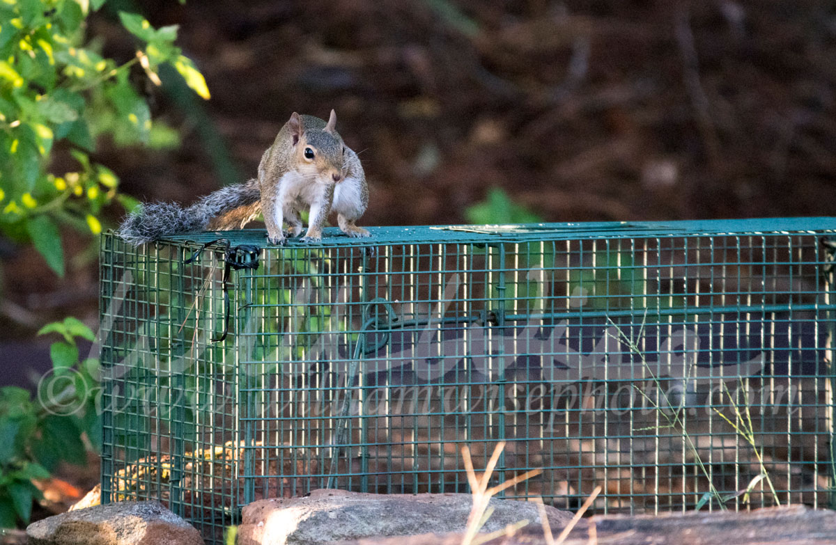Squirrel trap Picture
