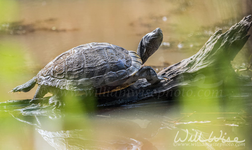 Pond Slider Turtle Picture