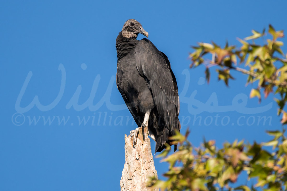 Black Vulture Picture