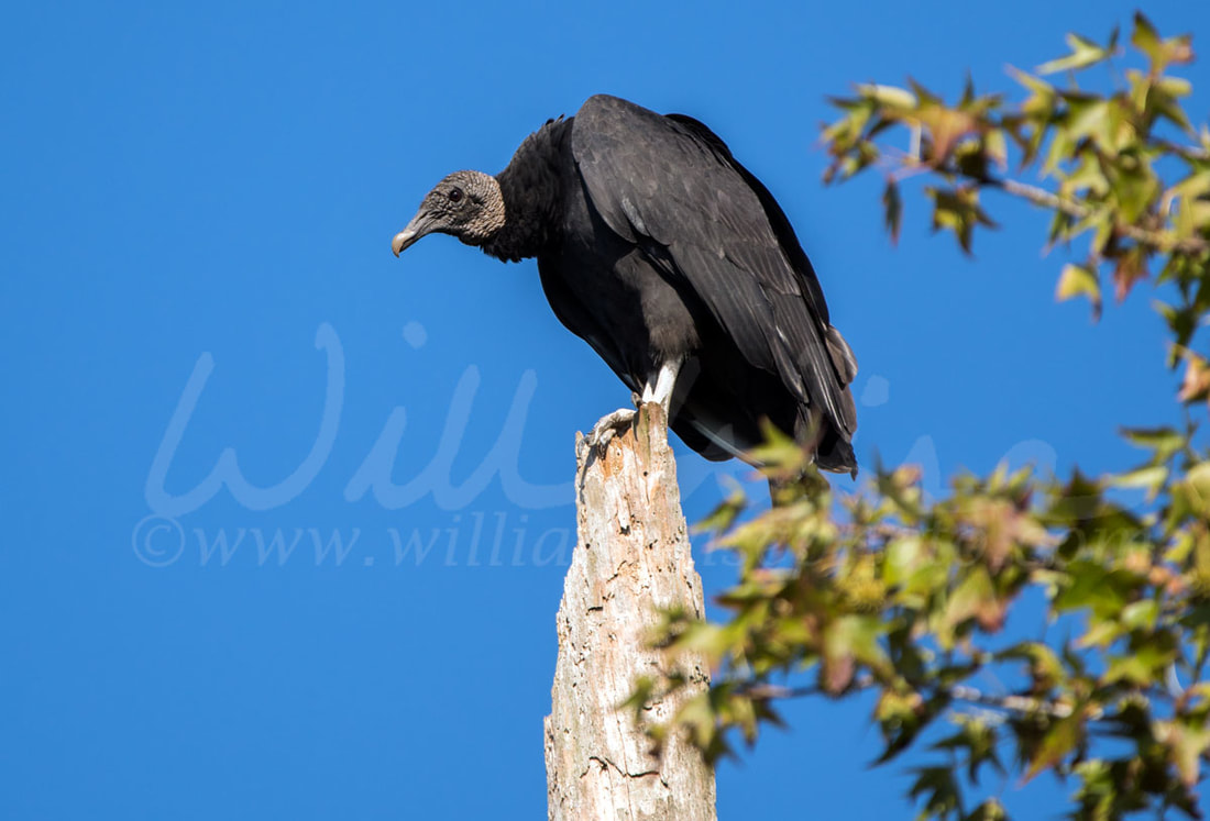 Black Vulture Picture