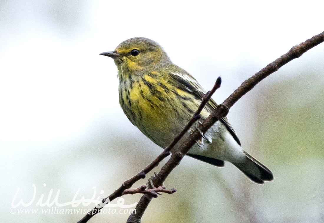 Cape May Warbler Picture
