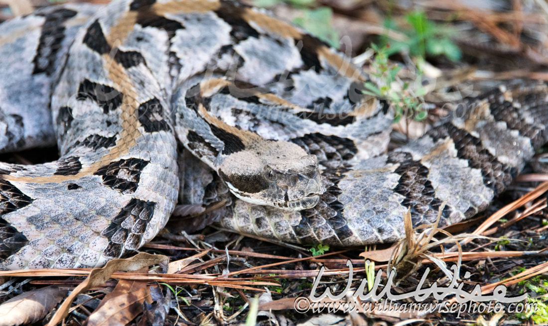 Canebrake Rattlesnake Picture