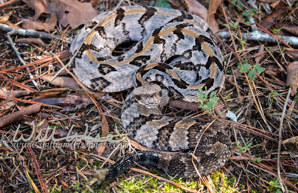 Timber Rattlesnake Picture