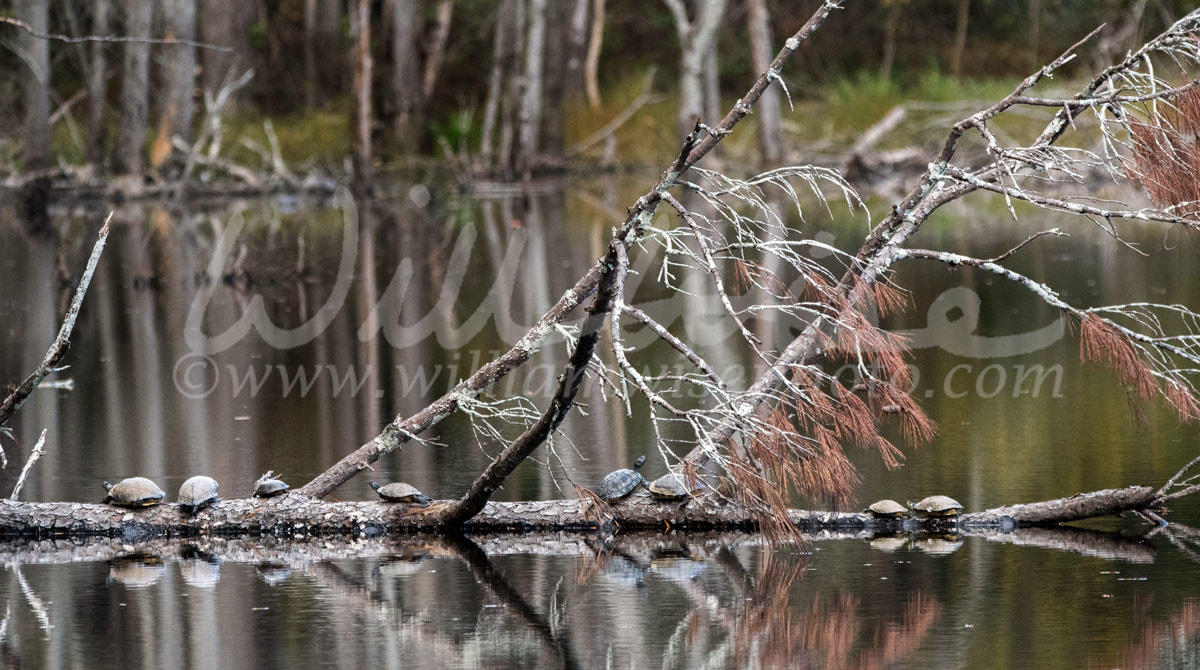 River Cooters and Pond Slider Turtles sunning on fallen pine tree on a Walton County, Georgia lake, USA. Photographed in fall, November 2018.