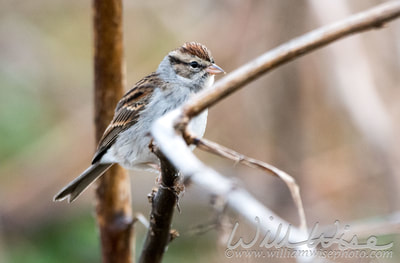 Chipping Sparrow songbird