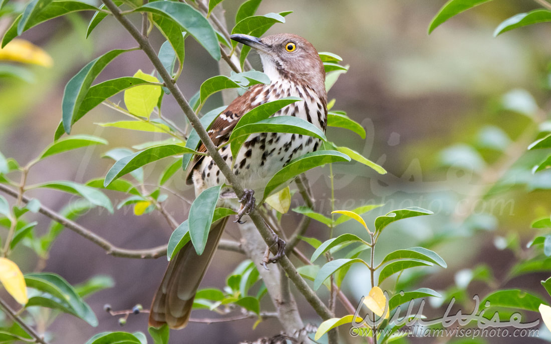Brown Thrasher Picture