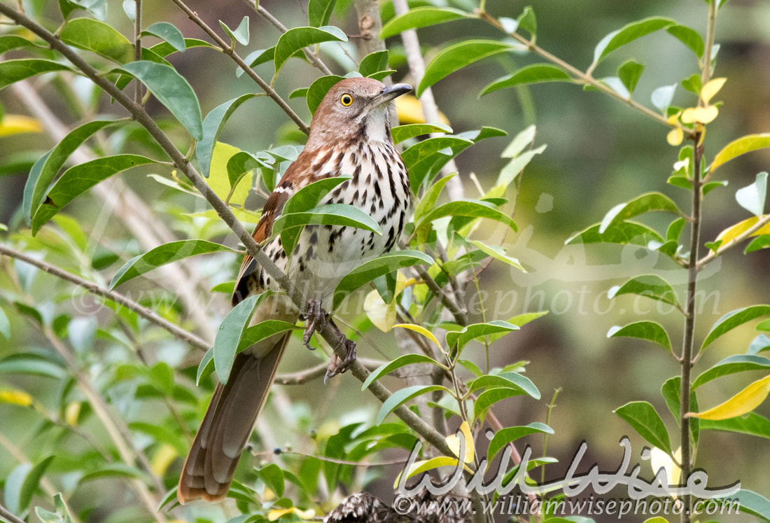 Brown Thrasher Picture