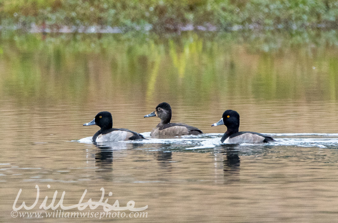 Ring-necked Duck Picture