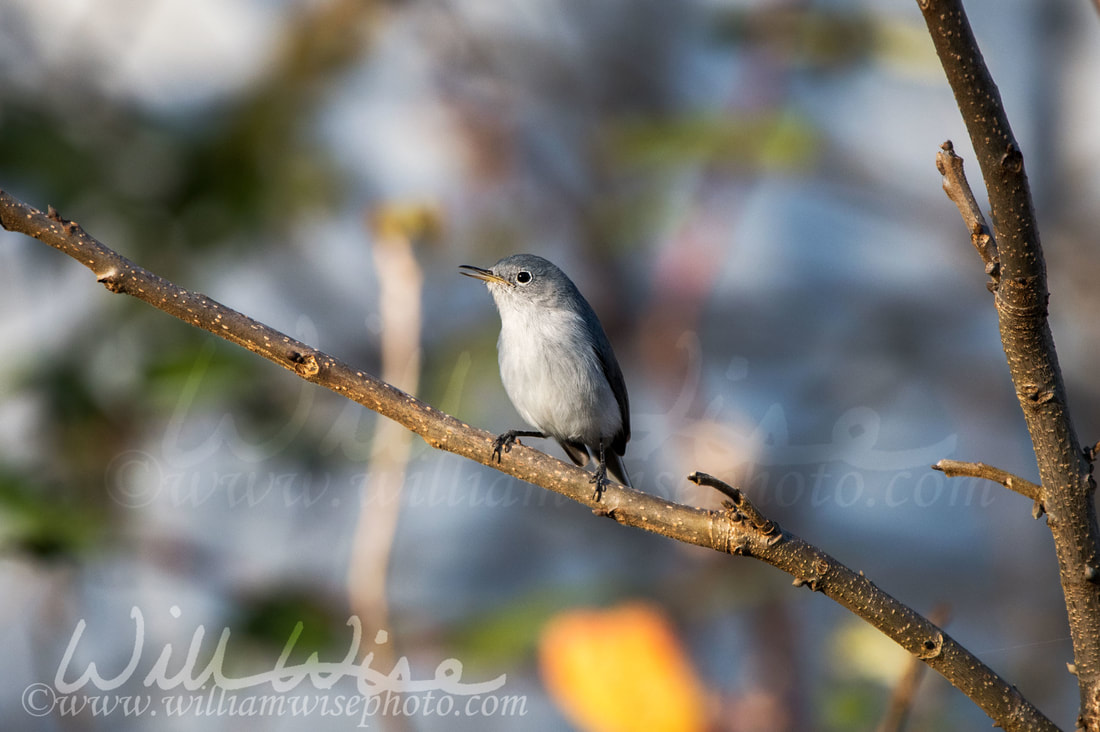 Blue Gray Gnatcatcher bird Picture