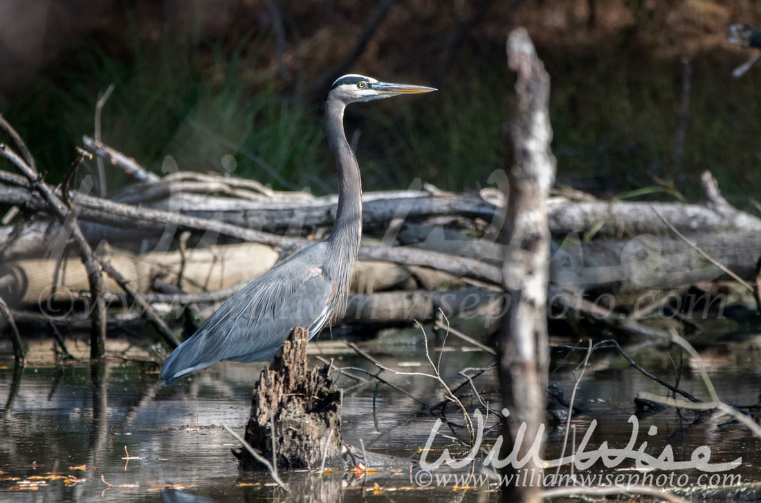 Great Blue heron Picture