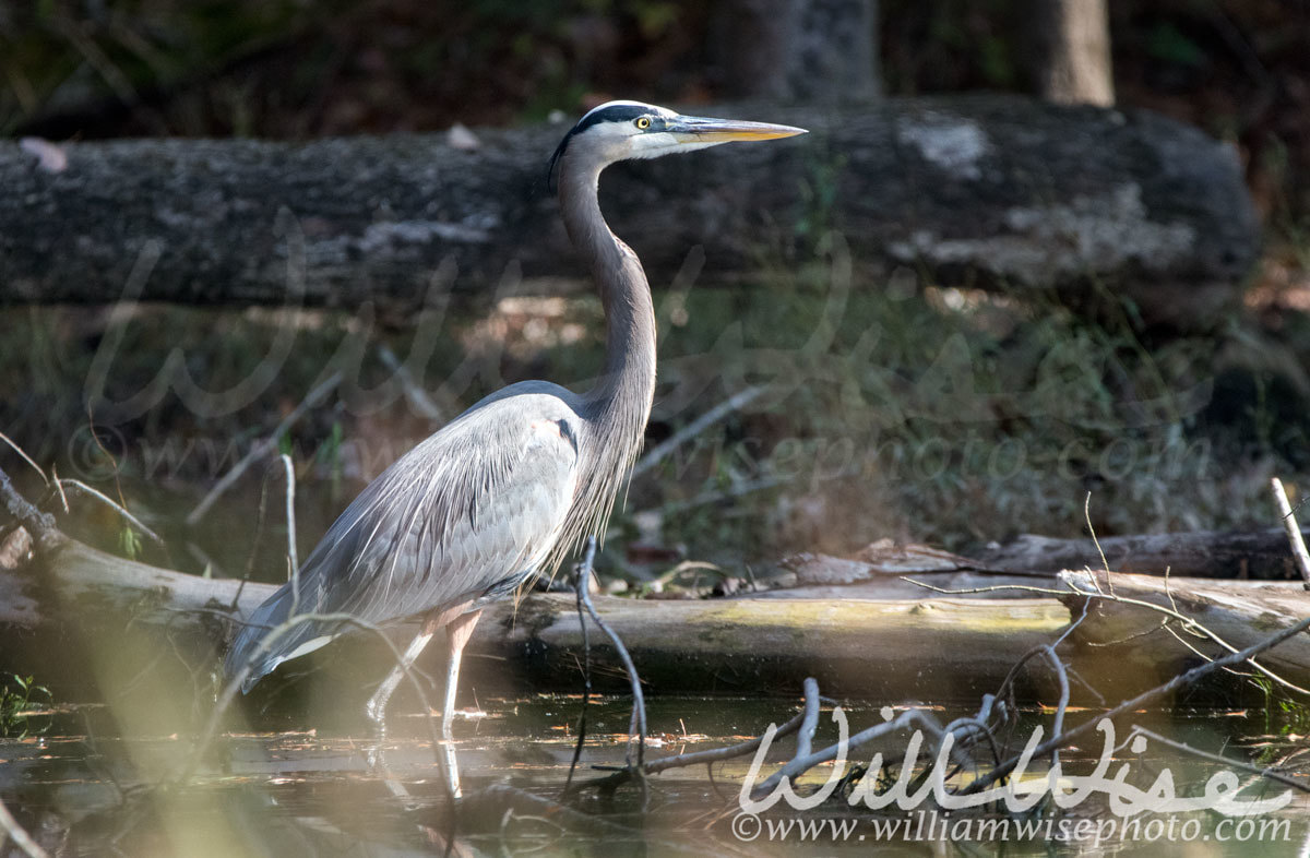 Great Blue Heron Picture