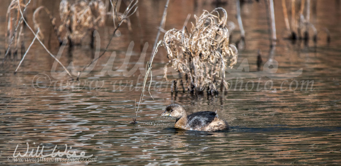 Pied Billed Grebe Picture