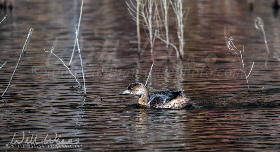 Pied Billed Grebe Picture