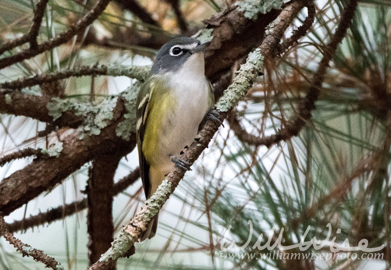 Blue Headed Vireo picture
