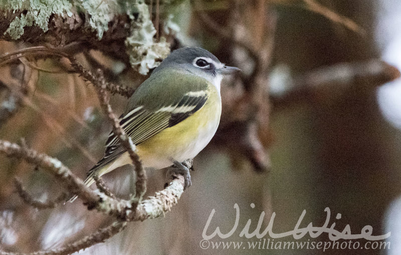 Blue-headed Vireo picture