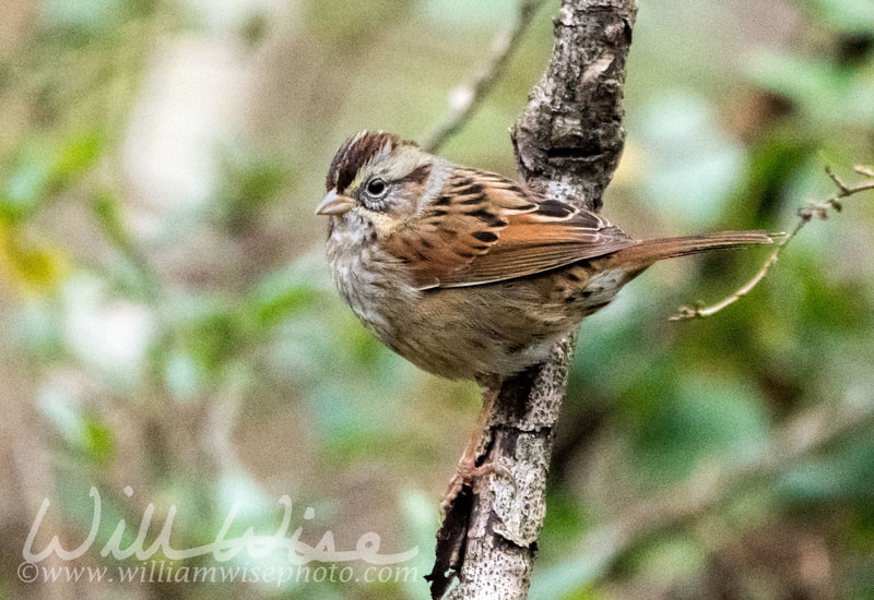 Swamp Sparrow picture