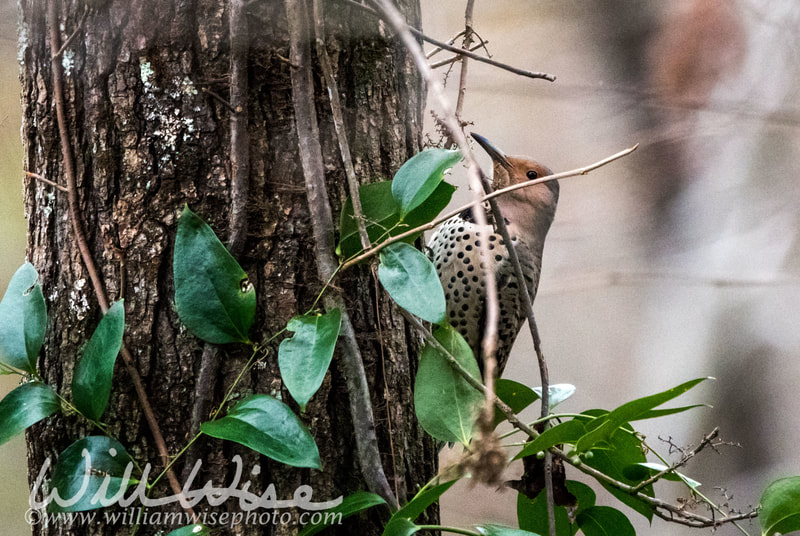 Northern Flicker woodpecker picture