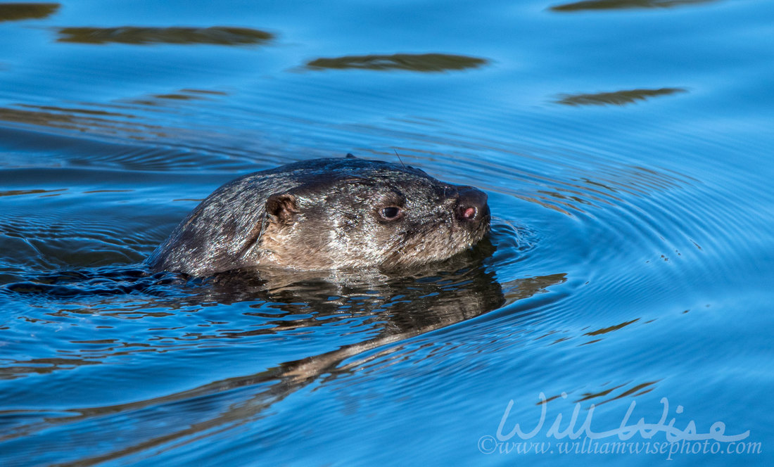 River Otter Picture