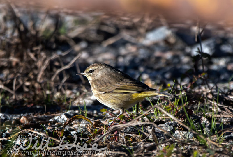 Palm Warbler picture