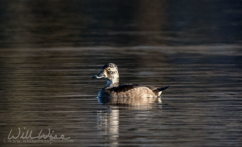 Ring Necked Duck picture