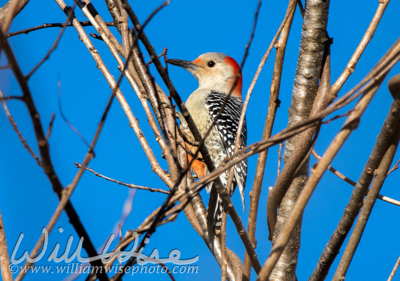 Red Bellied Woodpecker picture