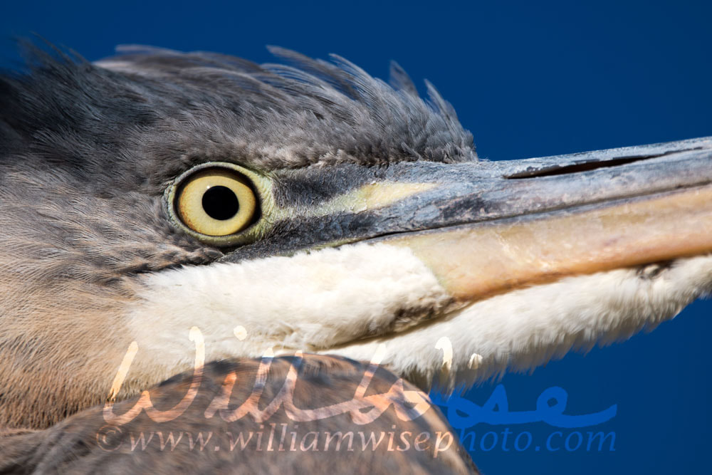 Birds Eye View, Great Blue Heron close up Picture