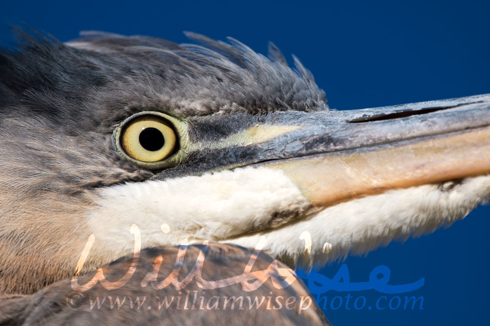 Great Blue Heron close up Picture