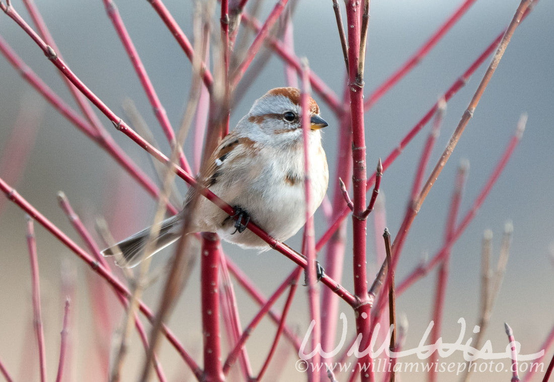 American Tree Sparrow Picture
