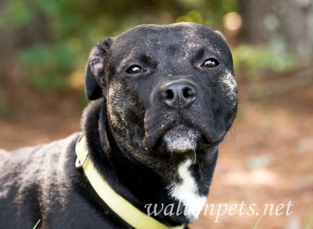 Brindle Pitbull Terrier mixed breed dog adoption photo