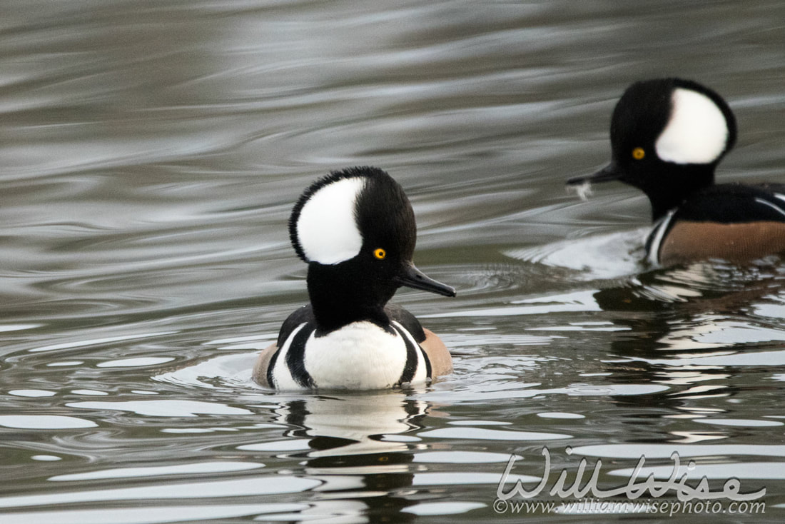 Male Hooded Mergansers swimming in Georgia pond Picture