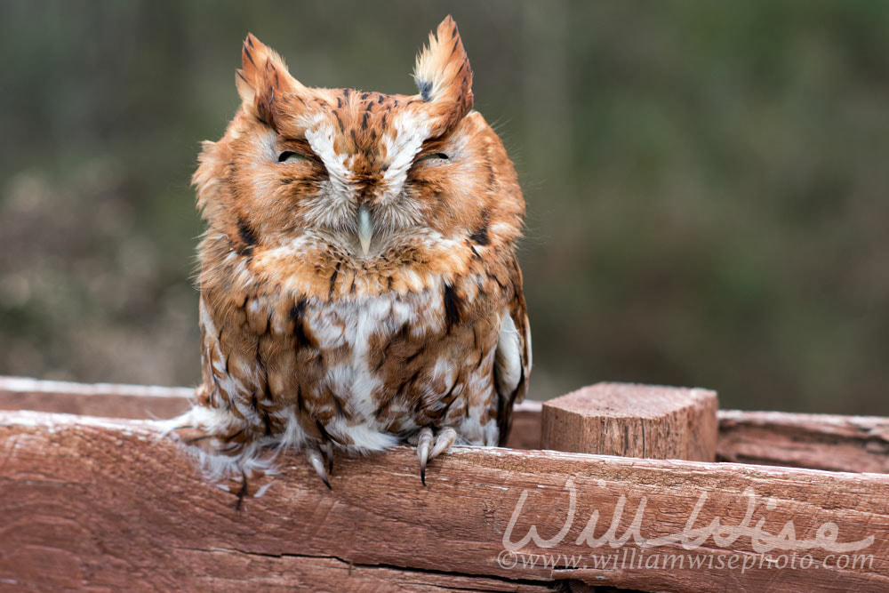 Eastern Screech Owl, Georgia USA Picture
