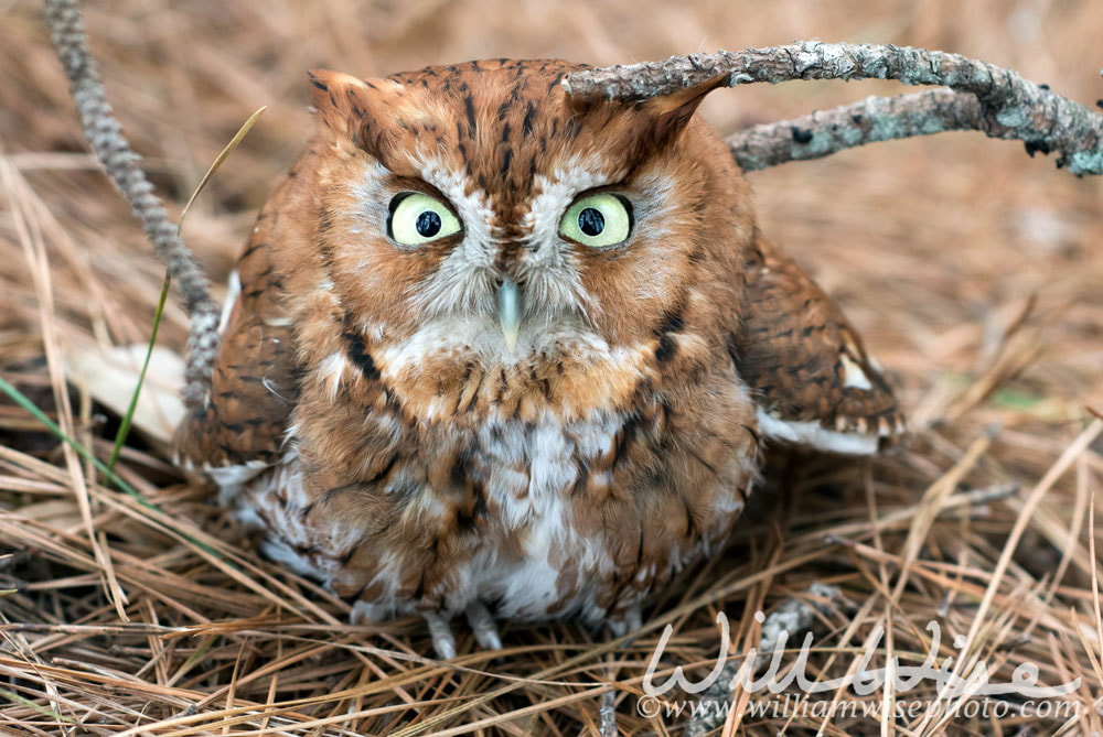 	 Grounded Eastern Screech Owl, Georgia USA Picture