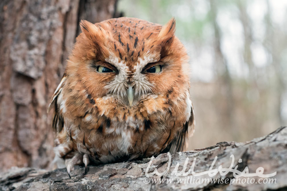 Rufous morph Eastern Screech Owl, Georgia USA Picture
