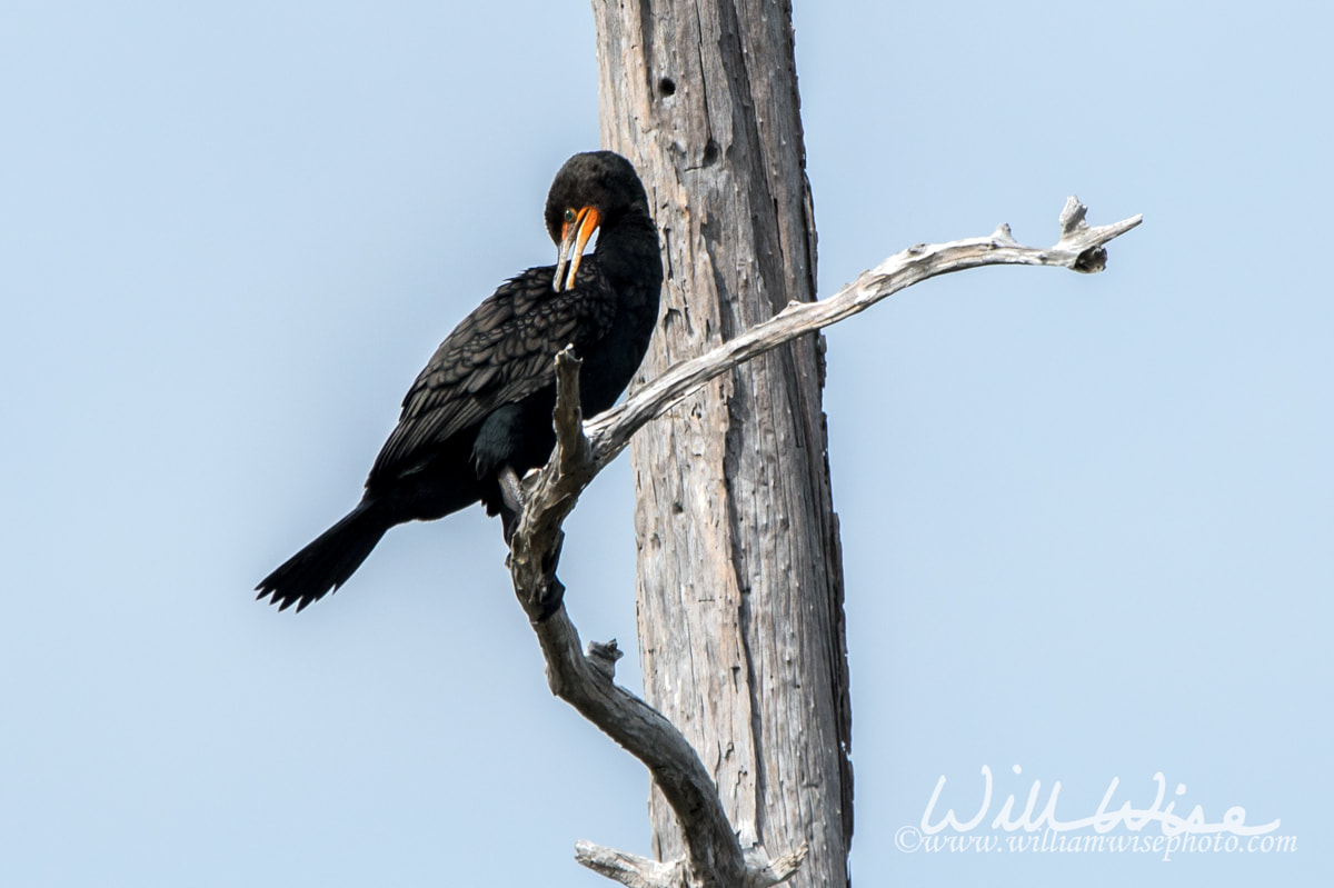 Double-crested Cormorant picture