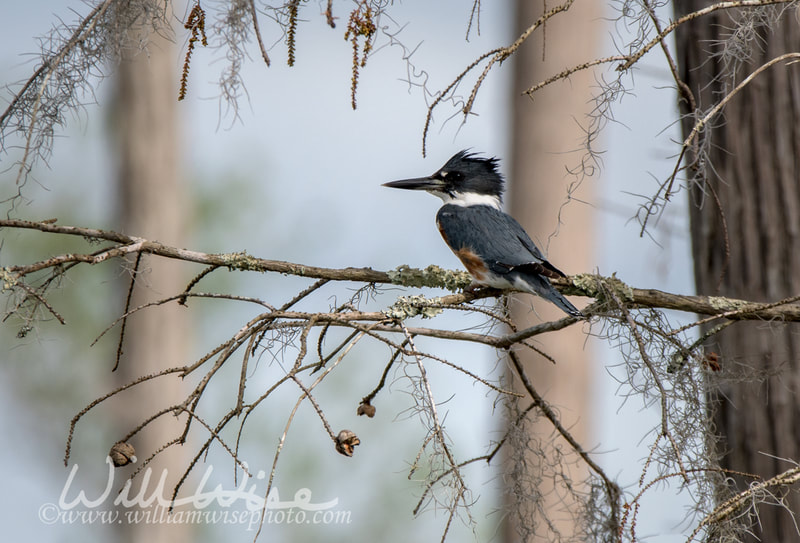 Belted Kingfisher picture