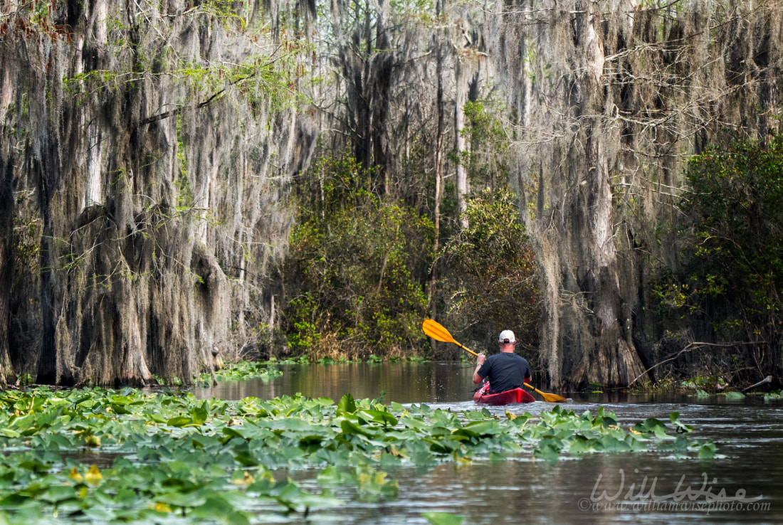 Kayak paddling in the Okefenokee Swamp Picture
